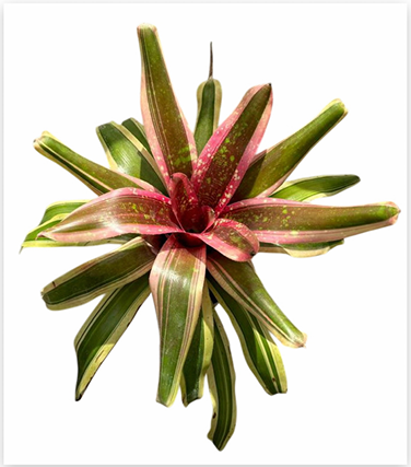 Neoregelia 'Swanky' – Bold Bromeliad for Terrariums & Vivariums | India Fish Bazaar