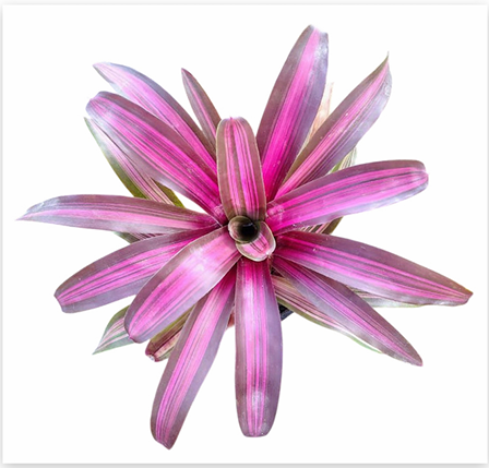 Neoregelia 'Dynamite' – Red Bromeliad for Terrariums & Vivariums | India Fish Bazaar
