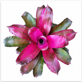 Neoregelia 'Lila' – Lilac Bromeliad for Terrariums & Vivariums | India Fish Bazaar