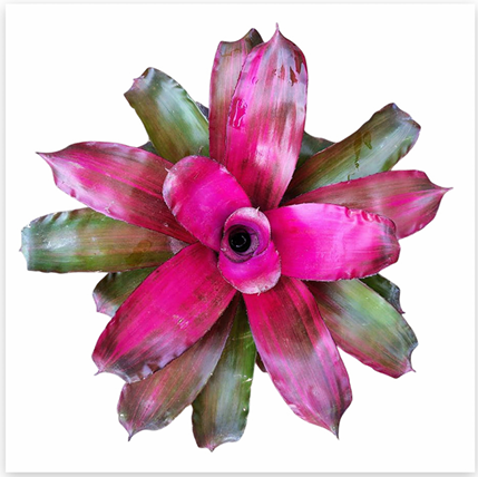 Neoregelia 'Lila' – Lilac Bromeliad for Terrariums & Vivariums | India Fish Bazaar