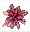 Neoregelia 'Bold Zebra' – Banded Bromeliad for Terrariums & Vivariums | India Fish Bazaar