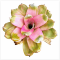Neoregelia 'Cherry Blossom' – Pink Bromeliad for Terrariums | India Fish Bazaar