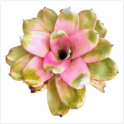 Neoregelia 'Cherry Blossom' – Pink Bromeliad for Terrariums | India Fish Bazaar