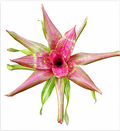 Neoregelia 'I Want It' – Colourful Bromeliad for Terrariums & Vivariums | India Fish Bazaar