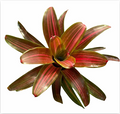 Neoregelia 'Kuhun Peang' – Live Bromeliad for Terrariums & Vivariums | India Fish Bazaar