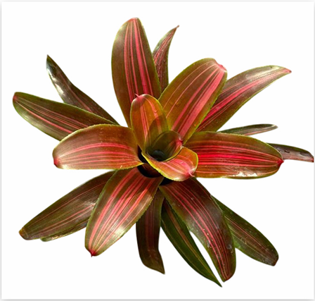 Neoregelia 'Kuhun Peang' – Live Bromeliad for Terrariums & Vivariums | India Fish Bazaar