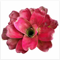 Neoregelia Hybrid (N258) – Live Bromeliad for Terrariums & Vivariums | India Fish Bazaar