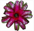 Neoregelia 'Broken Heart' – Variegated Bromeliad for Terrariums | India Fish Bazaar