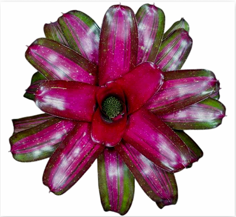 Neoregelia 'Broken Heart' – Variegated Bromeliad for Terrariums | India Fish Bazaar