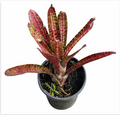 Neoregelia 'Hot Flash' – Fiery Bromeliad for Terrariums & Vivariums | India Fish Bazaar