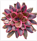 Neoregelia 'Spanky' – Live Bromeliad for Terrariums & Vivariums | India Fish Bazaar