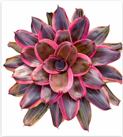 Neoregelia 'Spanky' – Live Bromeliad for Terrariums & Vivariums | India Fish Bazaar