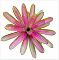 Neoregelia 'Tri Colour Rose' (Large) – Feature Bromeliad for Vivariums | India Fish Bazaar