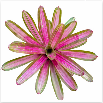 Neoregelia 'Tri Colour Rose' (Large) – Feature Bromeliad for Vivariums | India