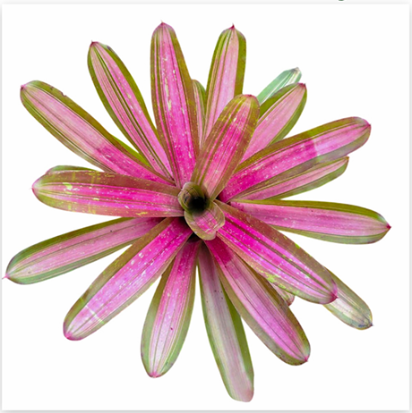 Neoregelia 'Tri Colour Rose' (Large) – Feature Bromeliad for Vivariums | India Fish Bazaar