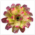 Neoregelia 'Valentine's Day' (Large) – Feature Bromeliad for Vivariums | India Fish Bazaar