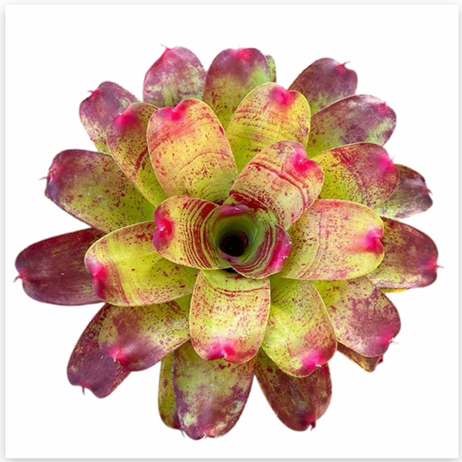 Neoregelia 'Valentine's Day' (Large) – Feature Bromeliad for Vivariums | India Fish Bazaar