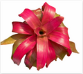 Neoregelia 'Grace' (Large) – Feature Bromeliad for Vivariums & Paludariums | India Fish Bazaar