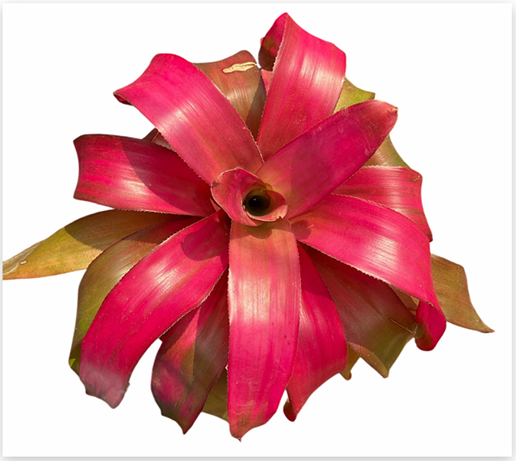 Neoregelia 'Grace' (Large) – Feature Bromeliad for Vivariums & Paludariums | India Fish Bazaar