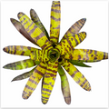 Neoregelia 'Cats Pajamas' (Large) – Patterned Bromeliad for Vivariums | India Fish Bazaar