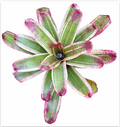 Neoregelia 'Belladonna' (Large) – Feature Bromeliad for Vivariums & Paludariums | India Fish Bazaar