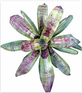 Neoregelia 'Rays Black Knight' (Large) – Dark Bromeliad for Vivariums | India Fish Bazaar