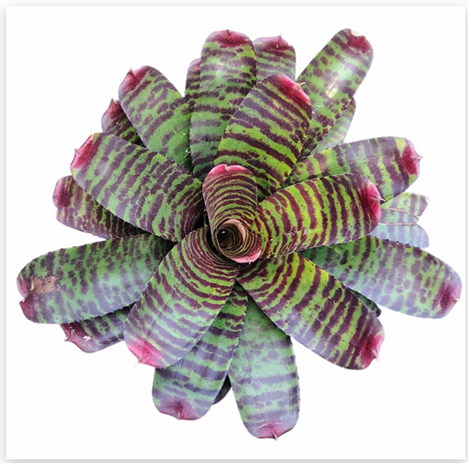 Neoregelia 'High Voltage' (Large) – Vivid Bromeliad for Vivariums | India Fish Bazaar