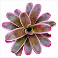 Neoregelia 'Laelia' (Large) – Feature Bromeliad for Vivariums & Paludariums | India Fish Bazaar