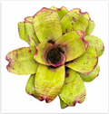 Neoregelia 'Ninja Pink' (Large) – Bold Bromeliad for Vivariums | India Fish Bazaar