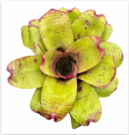 Neoregelia 'Ninja Pink' (Large) – Bold Bromeliad for Vivariums | India Fish Bazaar