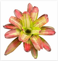 Neoregelia 'Francis' (Large) – Feature Bromeliad for Vivariums & Paludariums | India Fish Bazaar