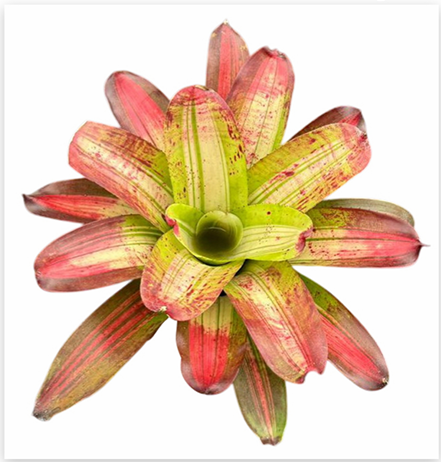 Neoregelia 'Francis' (Large) – Feature Bromeliad for Vivariums & Paludariums | India Fish Bazaar