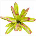 Neoregelia 'Johannis White War' (Large) – Variegated Bromeliad for Vivariums | India Fish Bazaar