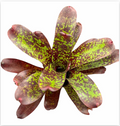 Neoregelia marmorata (Large) – Marbled Bromeliad for Vivariums | India Fish Bazaar