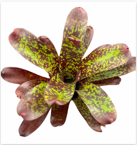 Neoregelia marmorata (Large) – Marbled Bromeliad for Vivariums | India Fish Bazaar