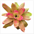 Neoregelia 'Green Apple' (Large) – Fresh-Green Bromeliad for Vivariums | India Fish Bazaar