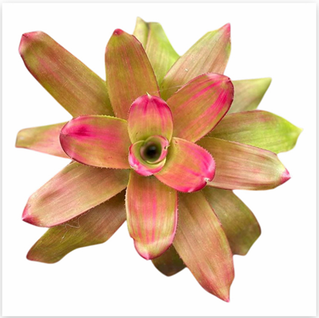 Neoregelia 'Green Apple' (Large) – Fresh-Green Bromeliad for Vivariums | India Fish Bazaar