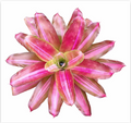 Neoregelia 'Tricolor' (Large) – Striped Bromeliad for Vivariums | India Fish Bazaar