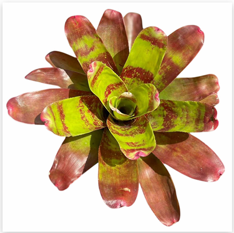 Neoregelia 'Ring of Fire' (Large) – Fiery Bromeliad for Vivariums | India Fish Bazaar