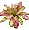 Neoregelia 'Linda Cartcata' (Large) – Feature Bromeliad for Vivariums | India Fish Bazaar
