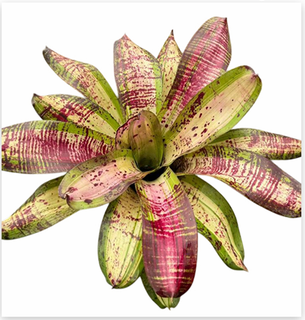 Neoregelia 'Linda Cartcata' (Large) – Feature Bromeliad for Vivariums | India Fish Bazaar