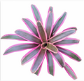 Neoregelia 'Valentine's' (Large) – Red-Pink Bromeliad for Vivariums | India Fish Bazaar