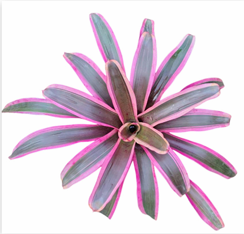 Neoregelia 'Valentine's' (Large) – Red-Pink Bromeliad for Vivariums | India Fish Bazaar