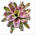 Neoregelia 'Dorothy' (Large) – Feature Bromeliad for Vivariums & Paludariums | India Fish Bazaar