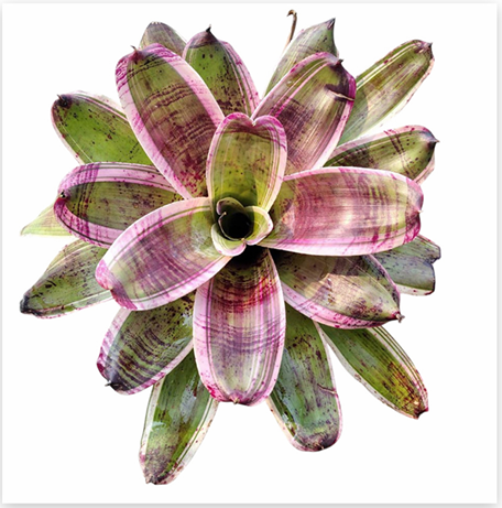 Neoregelia 'Dorothy' (Large) – Feature Bromeliad for Vivariums & Paludariums | India Fish Bazaar