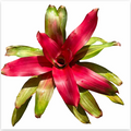 Neoregelia 'Magali Variegated' (Large) – Variegated Bromeliad for Vivariums | India Fish Bazaar