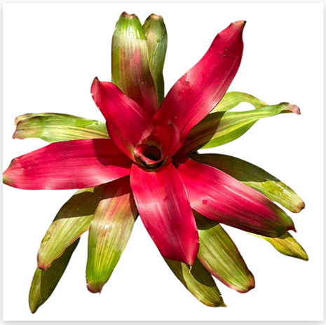 Neoregelia 'Magali Variegated' (Large) – Variegated Bromeliad for Vivariums | India Fish Bazaar