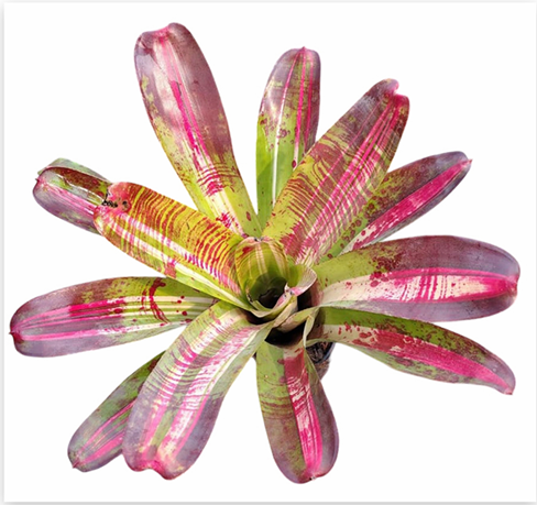Neoregelia 'Big Bopper' (Large) – Bold Bromeliad for Vivariums & Paludariums | India Fish Bazaar