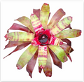 Neoregelia 'Raspberry Ripple' (Large) – Pink Bromeliad for Vivariums | India Fish Bazaar