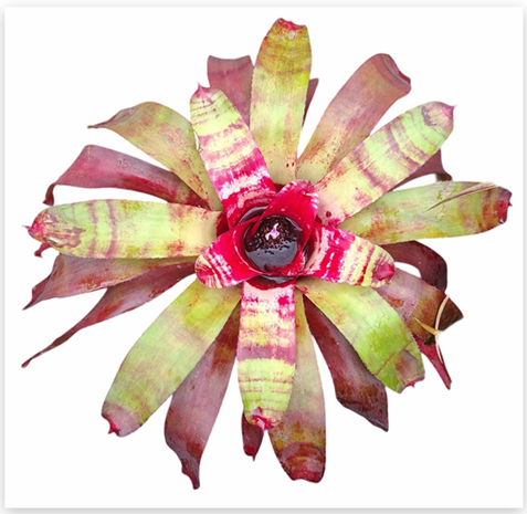 Neoregelia 'Raspberry Ripple' (Large) – Pink Bromeliad for Vivariums | India Fish Bazaar